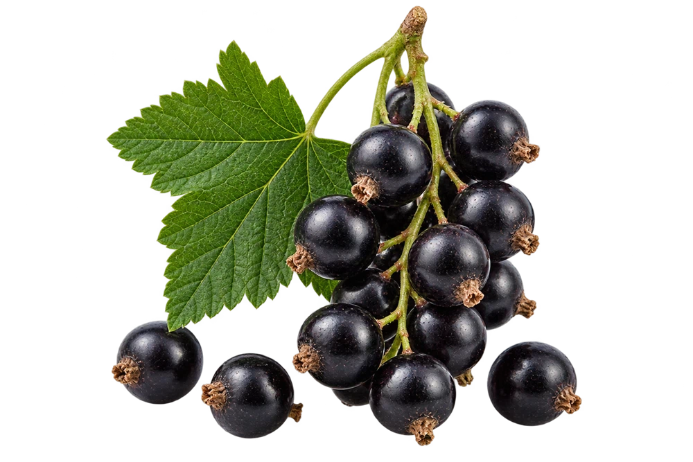 Illustrative source or raw-material specimen: Cassis extract with polyphenols & anthocyanins