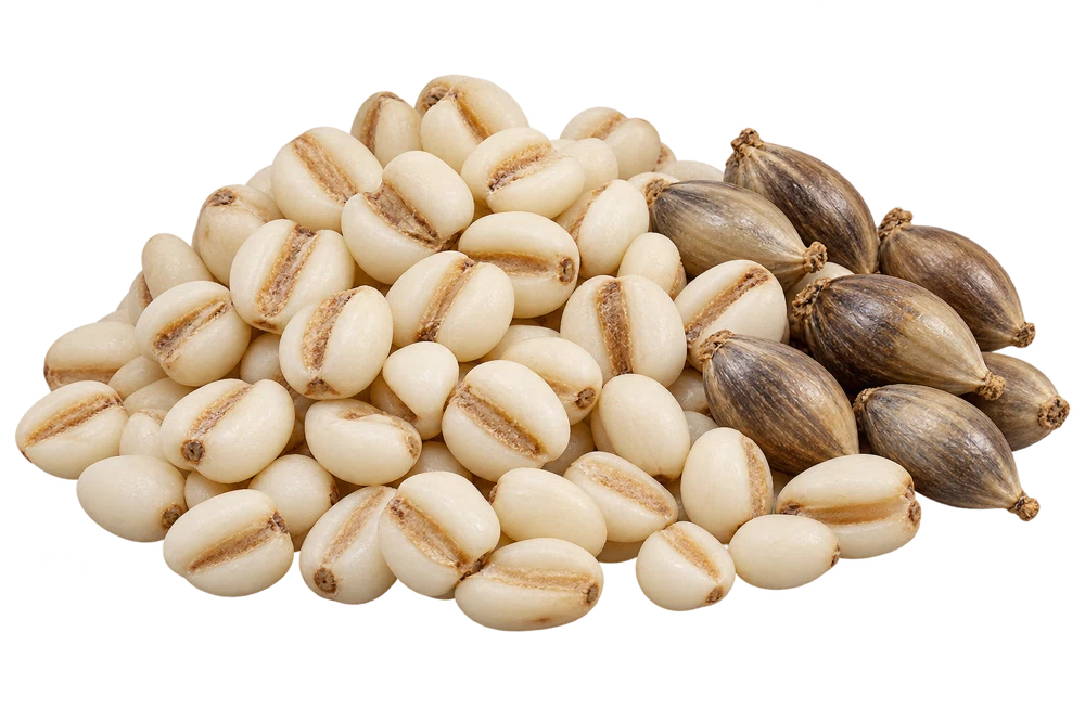Illustrative source or raw-material specimen: Coix seed extract