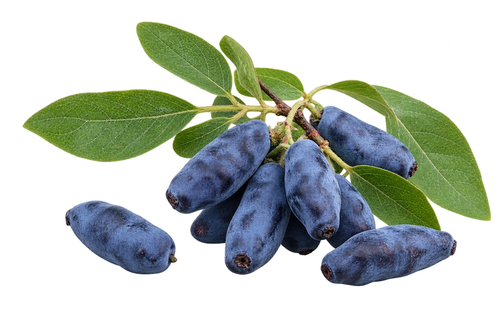 Illustrative source or raw-material specimen: Blue honeysuckle (haskap) extract