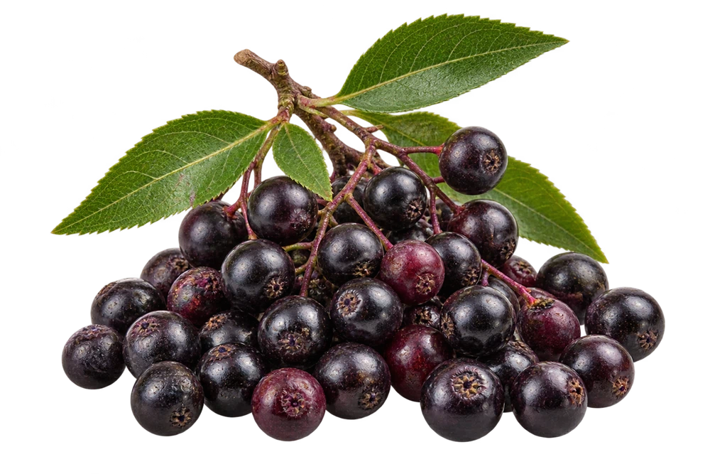 Illustrative source or raw-material specimen: Maqui berry extract