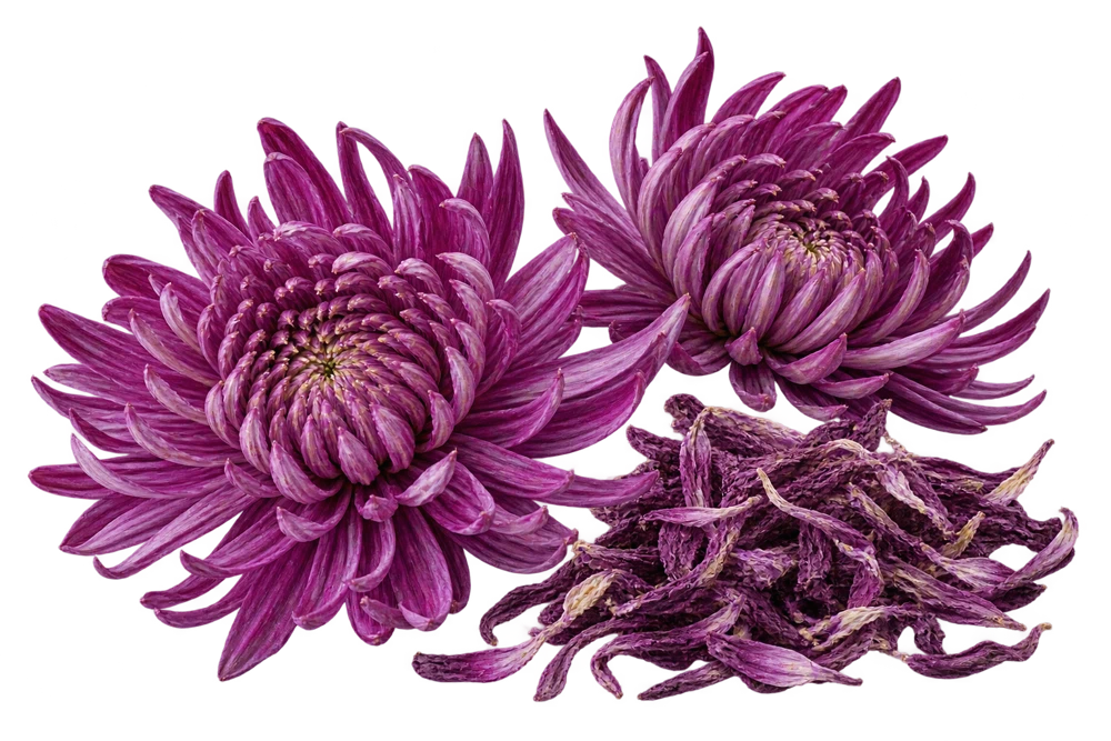 Illustrative source or raw-material specimen: Purple chrysanthemum extract