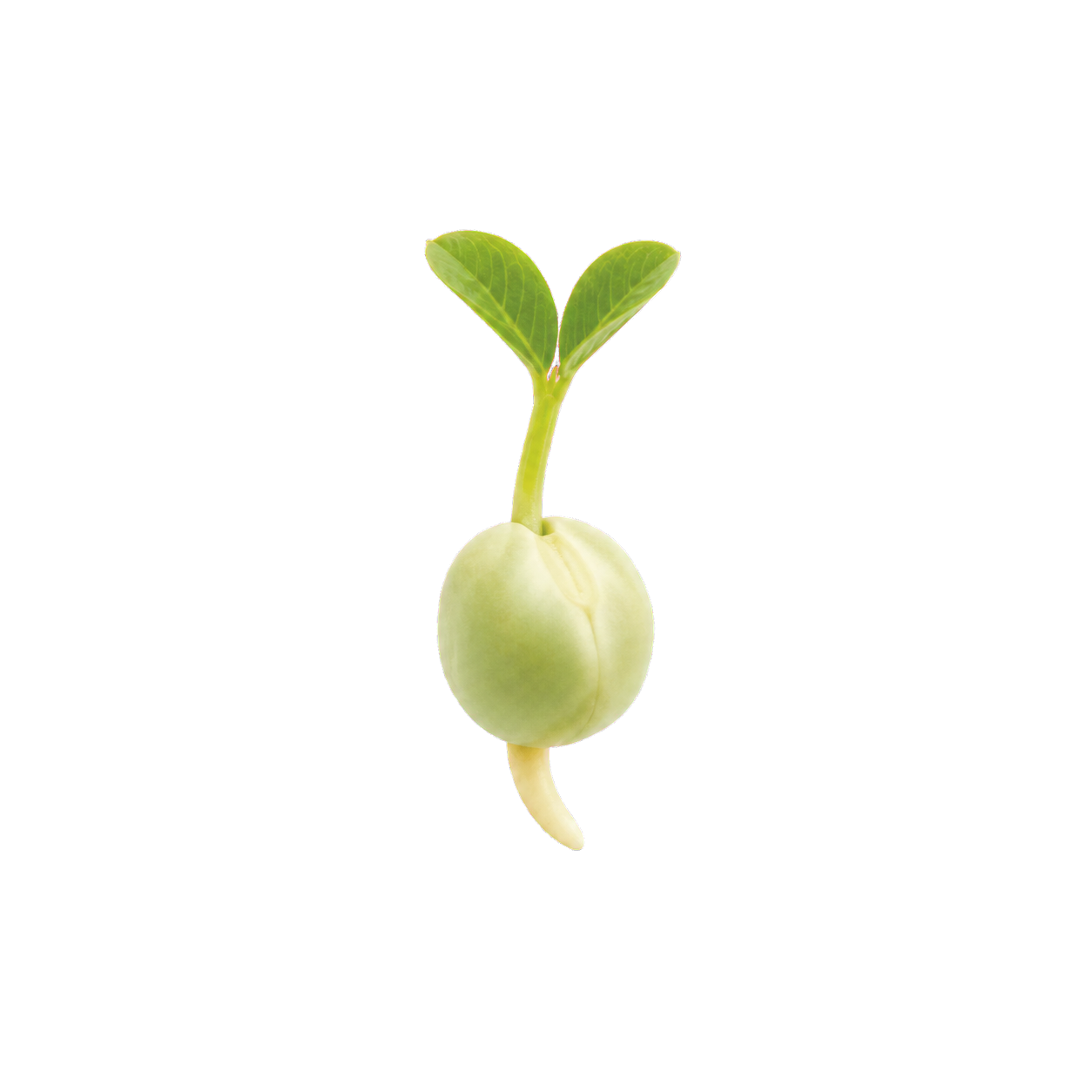A germinated pea seed, the botanical source of AnaGain Nu