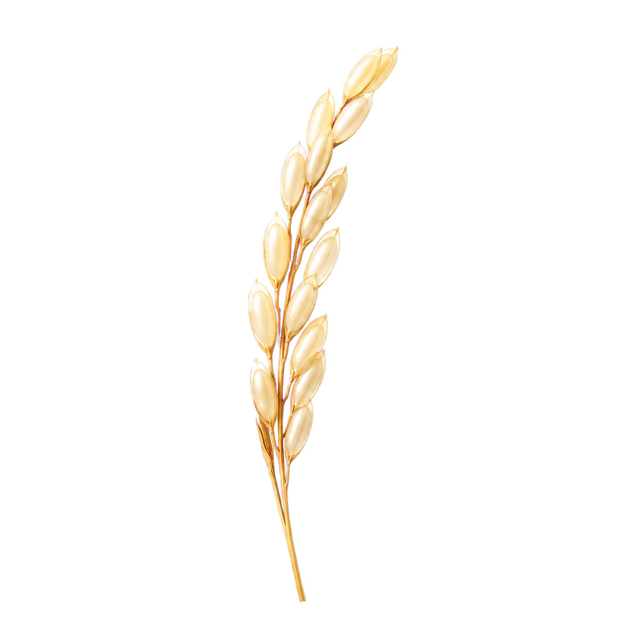 A delicate rice panicle representing the plant-derived rice ceramides