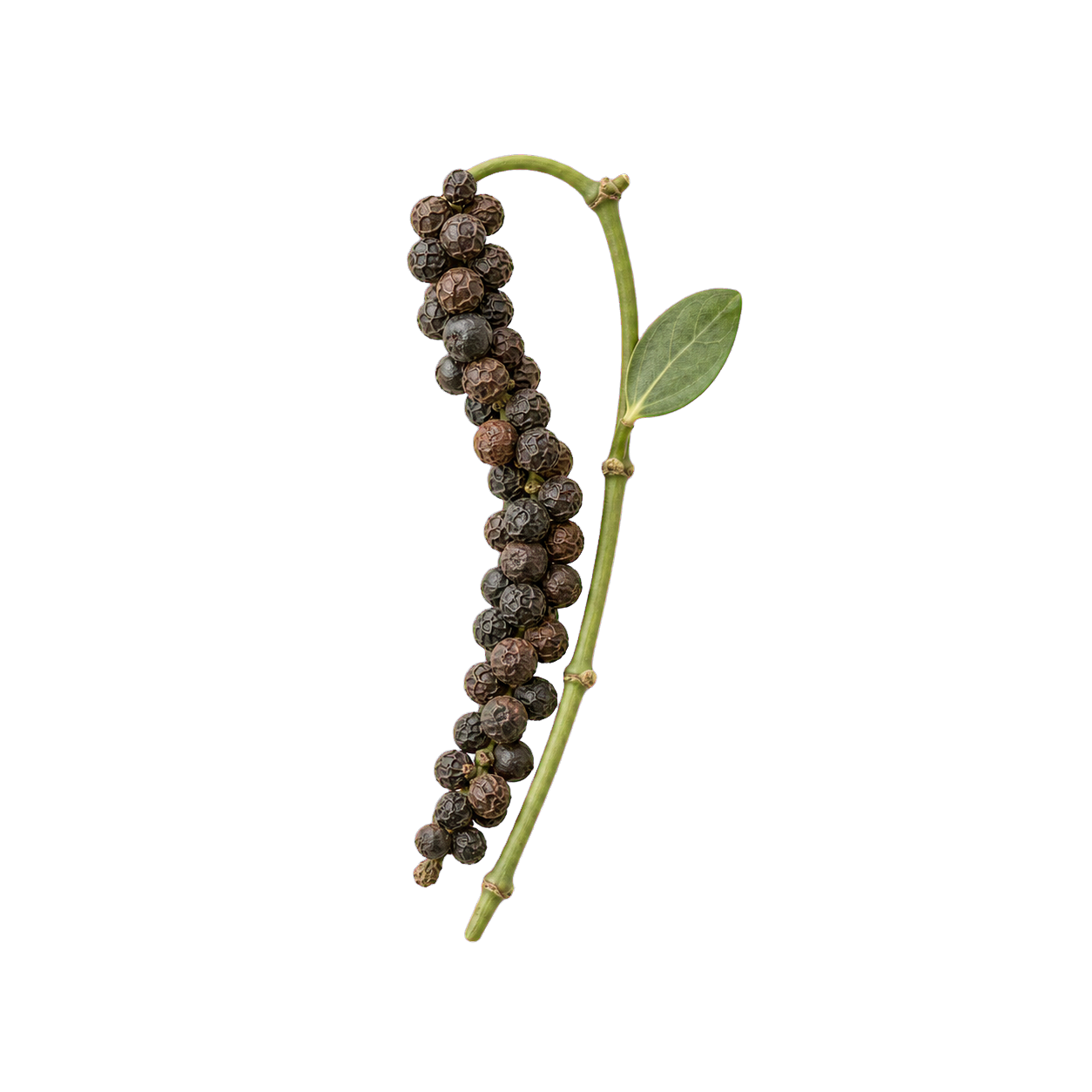 Black pepper representing BioPerine extract