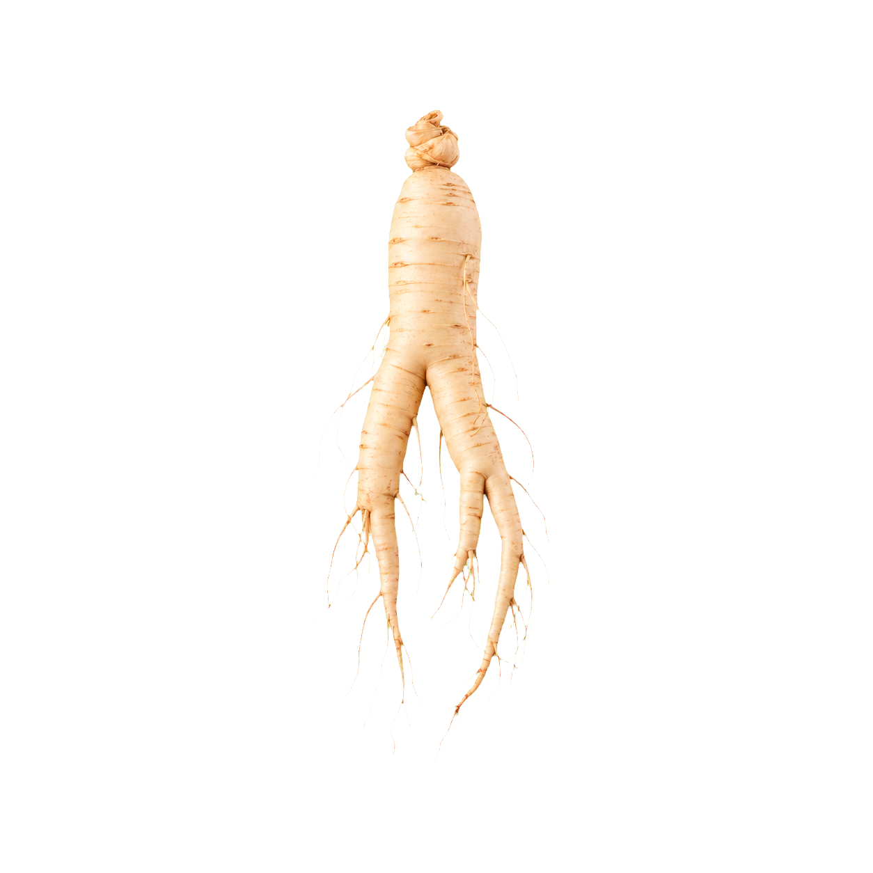 Panax ginseng root representing the fermented ginseng extract