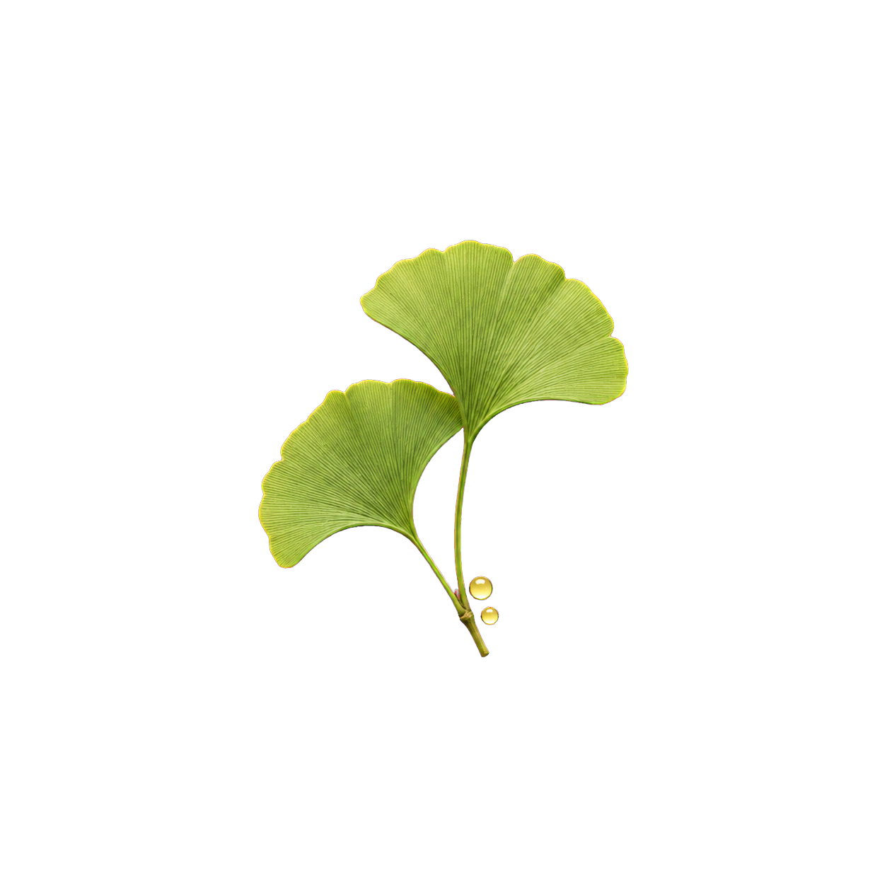 Ginkgo biloba leaves representing the ginkgo leaf extract