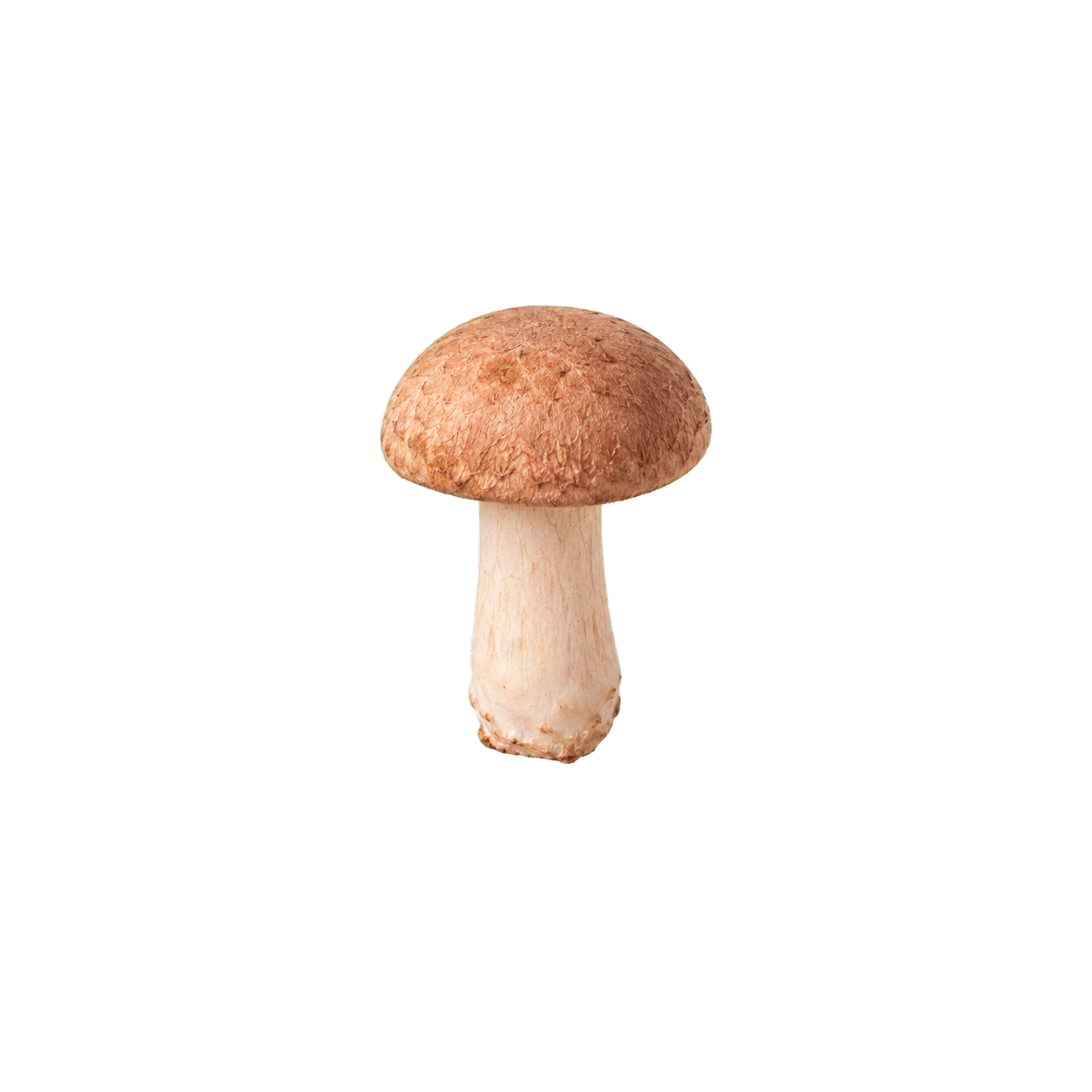 Hime Matsutake mushroom representing the Iwade 101 fruiting-body powder