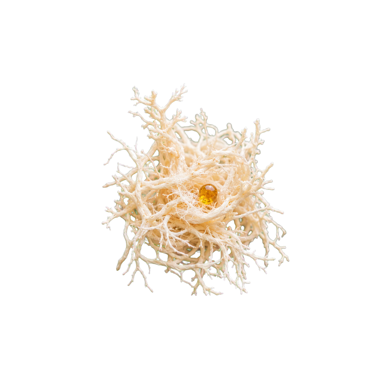 Delicate mycelium representing the ITO-S mycelium and culture-filtrate extract