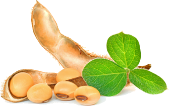 Soybeans and soybean leaves representing the source of soy isoflavones