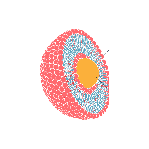Illustration of a liposome carrying a vitamin C core