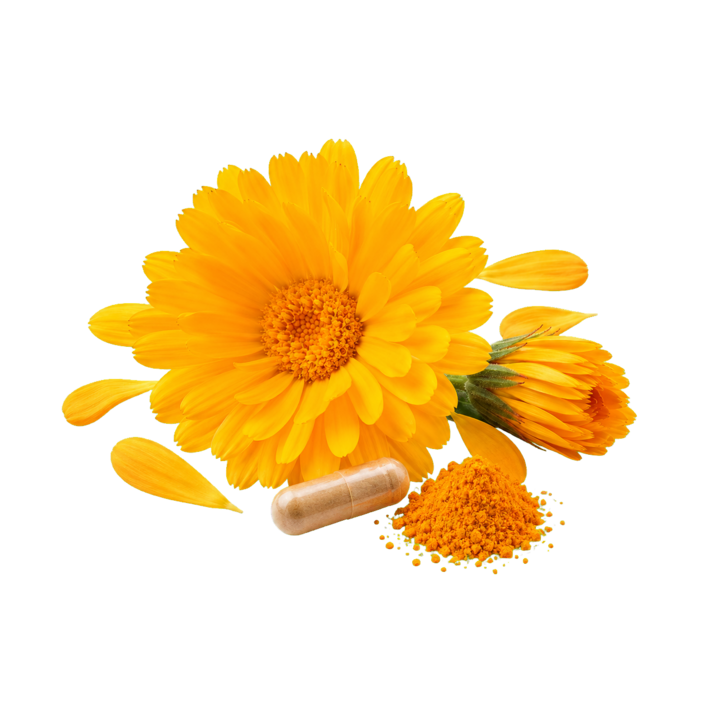 Realistic marigold flower and lutein cutout