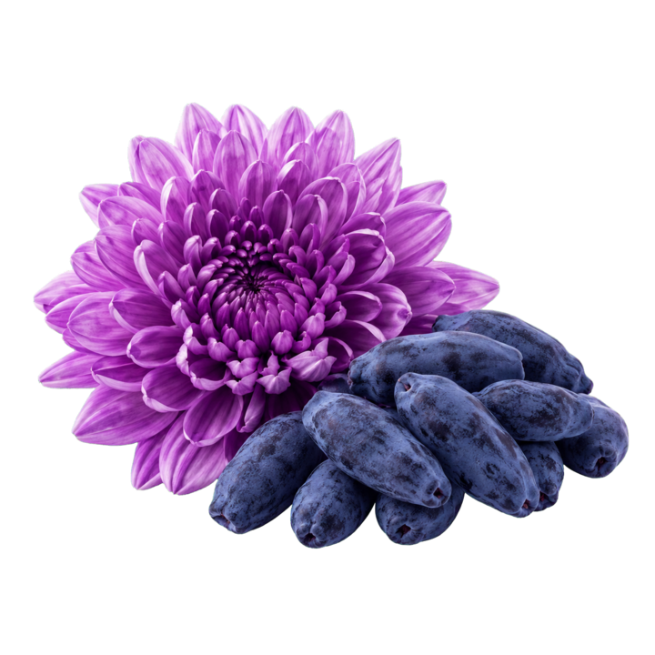 Realistic purple chrysanthemum and haskap berry cutout