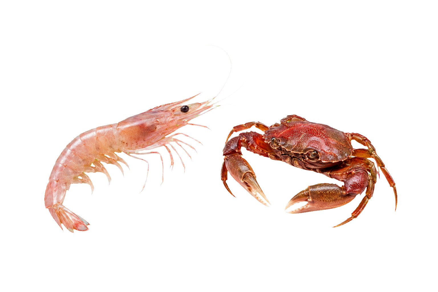 Shrimp and crab, the crustacean source associated with N-acetylglucosamine