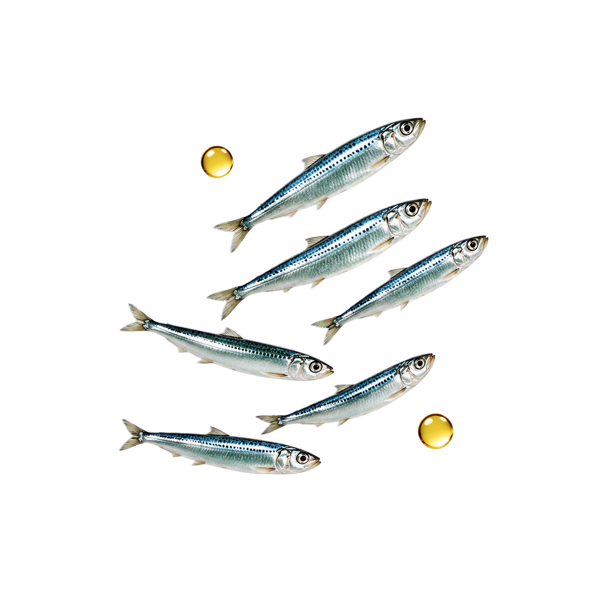 Premium isolated illustration of a small school of iwashi fish with golden fish-oil droplets