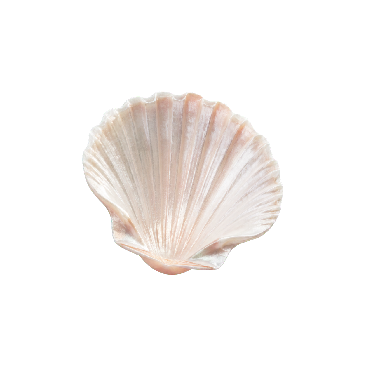 A single refined shell representing the formula's shell-derived calcium
