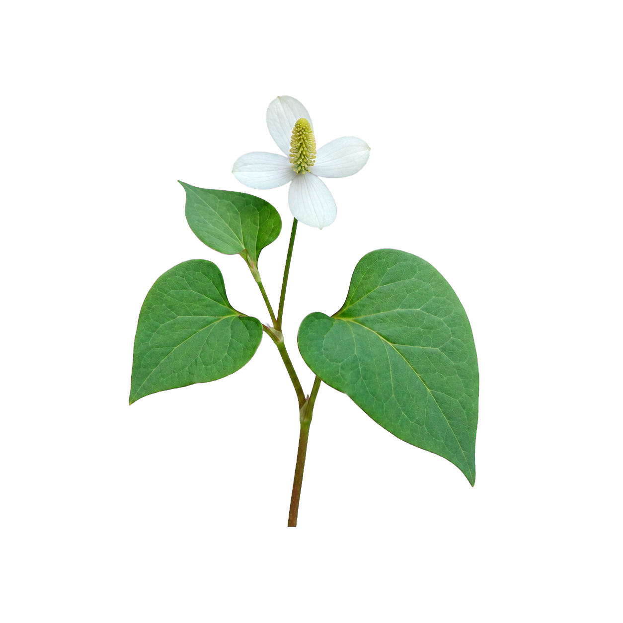 Houttuynia cordata flower and leaves, the source of the formula's dokudami extract